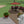 Paver Patio #A-018501-01